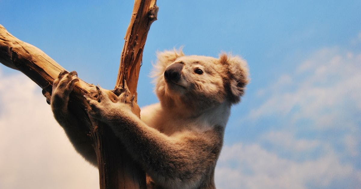 【注意】シドニーやメルボルンではコアラを抱っこできません!!抱っこができる都市をまとめました